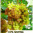 Дикань А.П. Сорта винограда, возделываемые в Крыму - Дикань А.П. Сорта винограда, возделываемые в Крыму